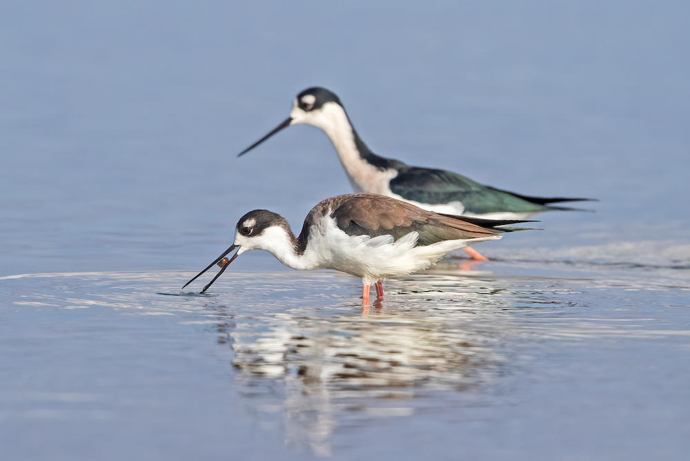 Application Deadline Fast Approaching for Bid4Birds
