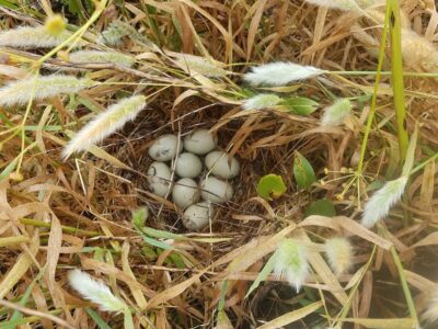 Seeking growers interested in providing nesting habitat on ricelands