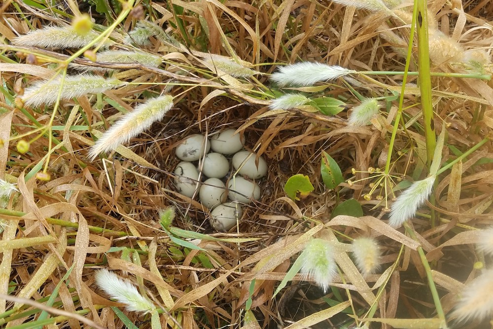 Seeking growers interested in providing nesting habitat on ricelands