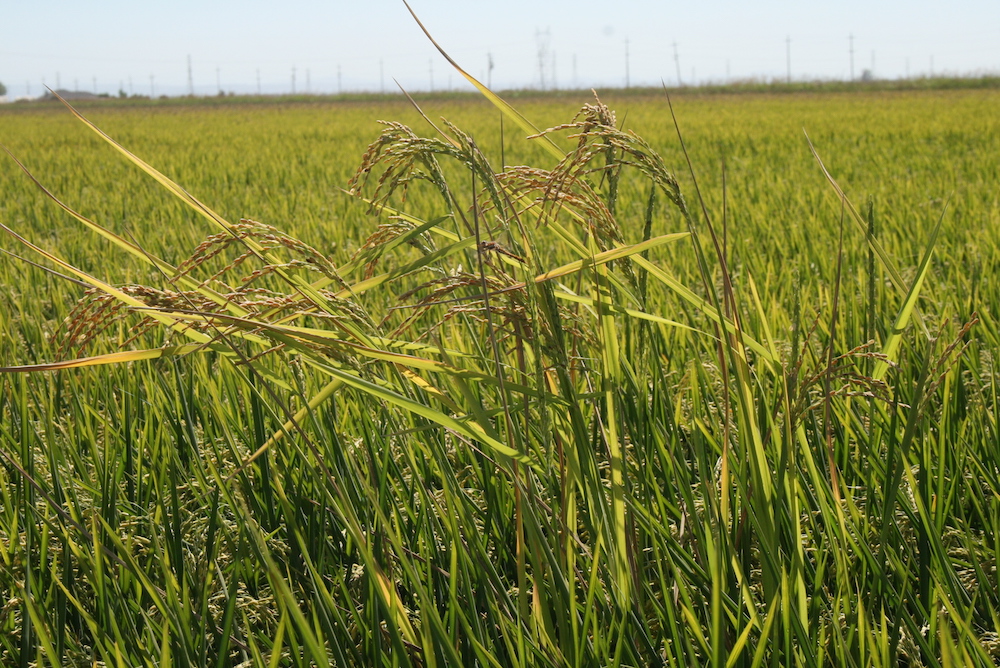 UCCE Weedy Rice Survey – Coming Soon
