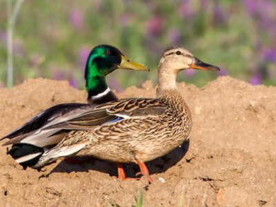 Application Period Closing for Nesting Bird Habitat Incentive Program 