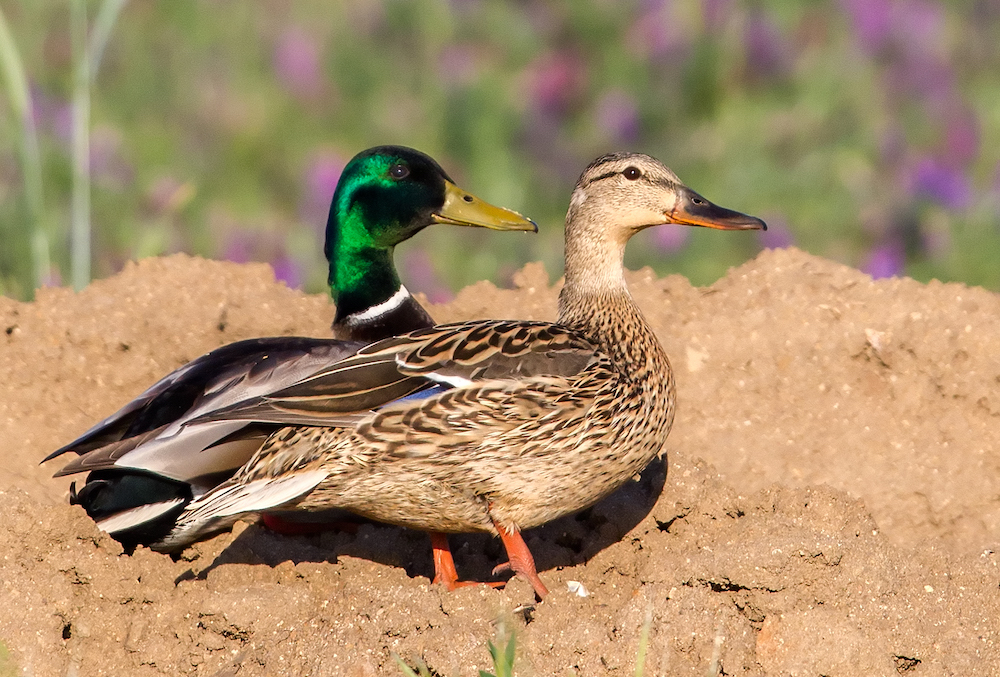 Application Period Closing for Nesting Bird Habitat Incentive Program 