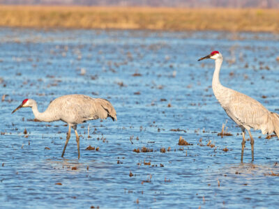 CRC Awarded DU’s 2026 Wetland Conservation Achievement for Rice Footprint