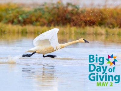 California Ricelands Waterbird Foundation Participates in Big Day of Giving on May 2