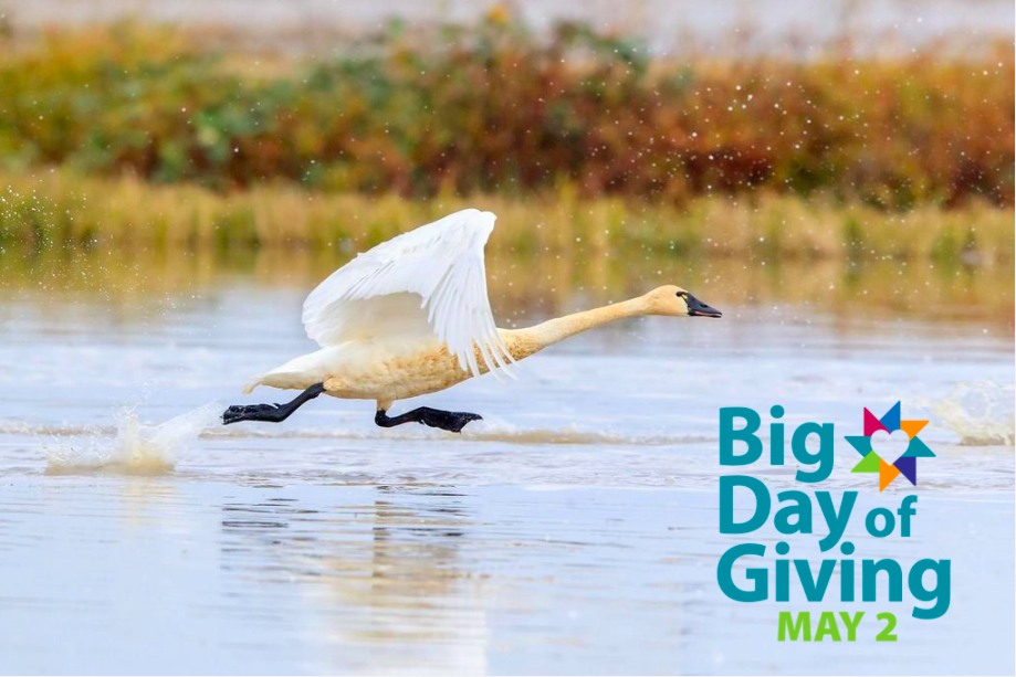 California Ricelands Waterbird Foundation Participates in Big Day of Giving on May 2