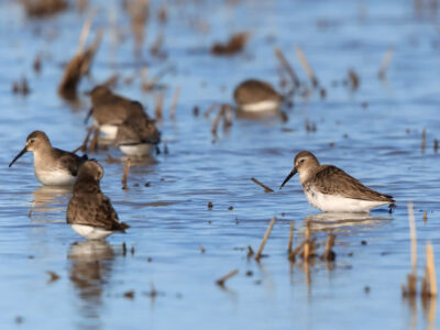 Upcoming Spring & Summer Conservation Programs Workshop