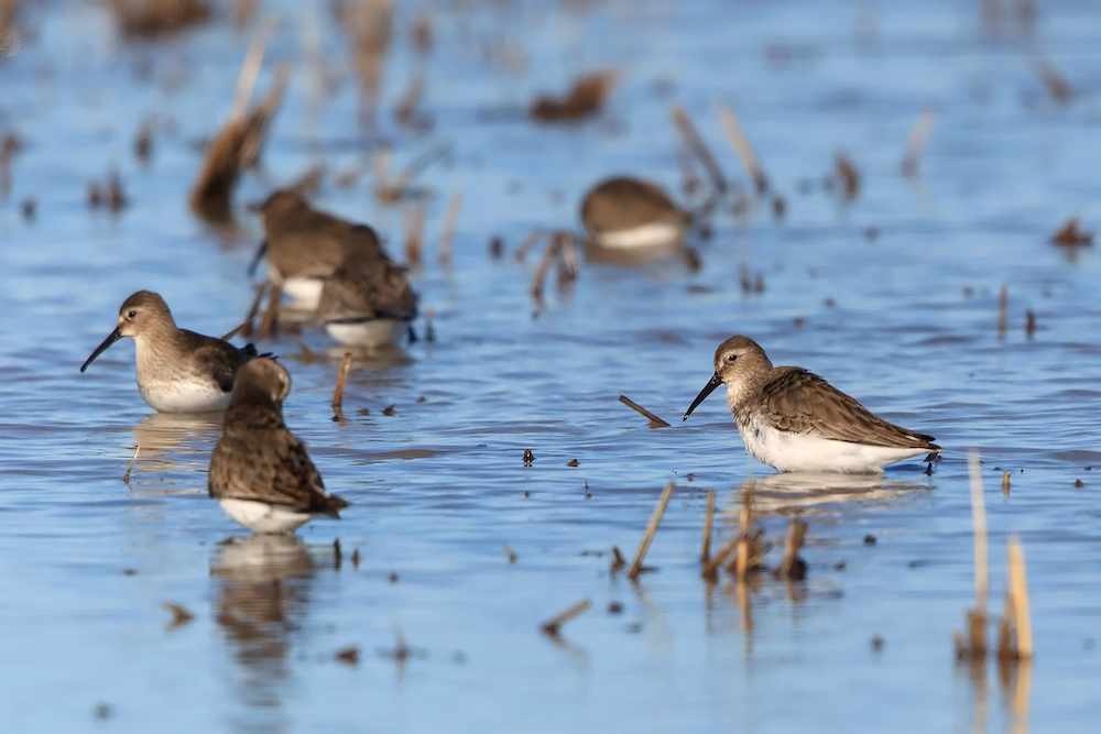 Upcoming Spring & Summer Conservation Programs Workshop