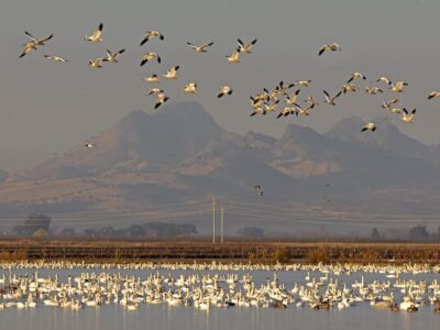 Reminder – Spring Bid4Birds Application Period Open