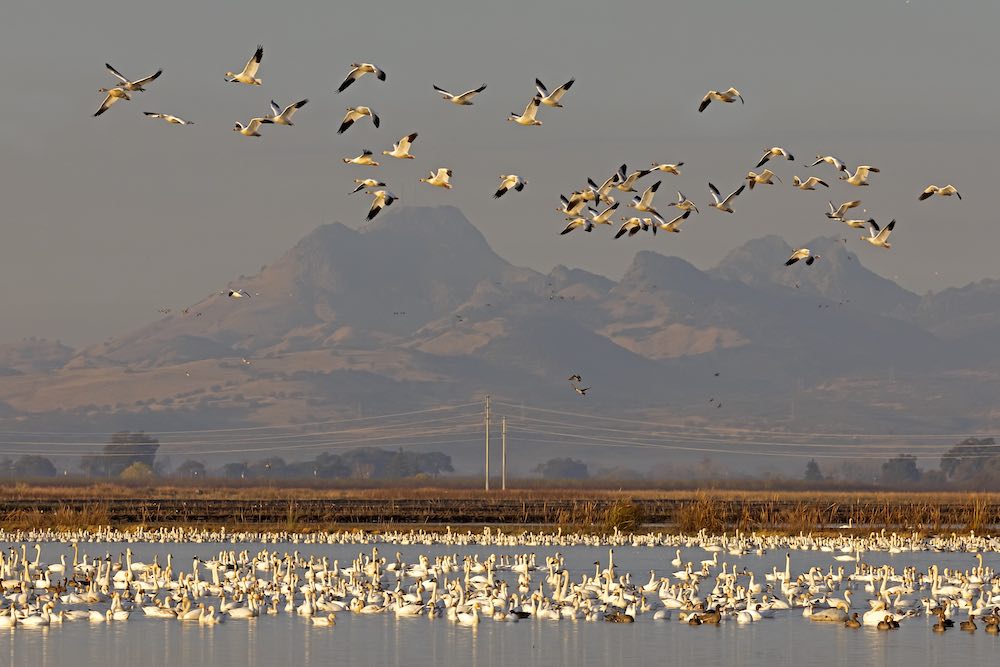 Reminder – Spring Bid4Birds Application Period Open