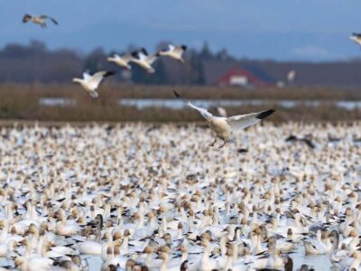 Reminder – BirdReturns: Late Summer Farmlands Program