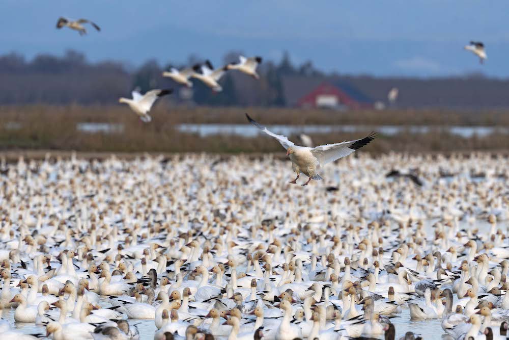 Reminder – BirdReturns: Late Summer Farmlands Program