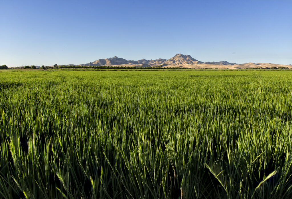 Upcoming Enrollment Opportunity for Climate Smart Commodity Program