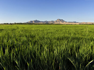 Upcoming Enrollment Opportunity for Climate Smart Commodity Program