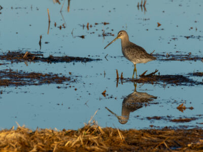 Application Deadline Fast Approaching for Bid4Birds