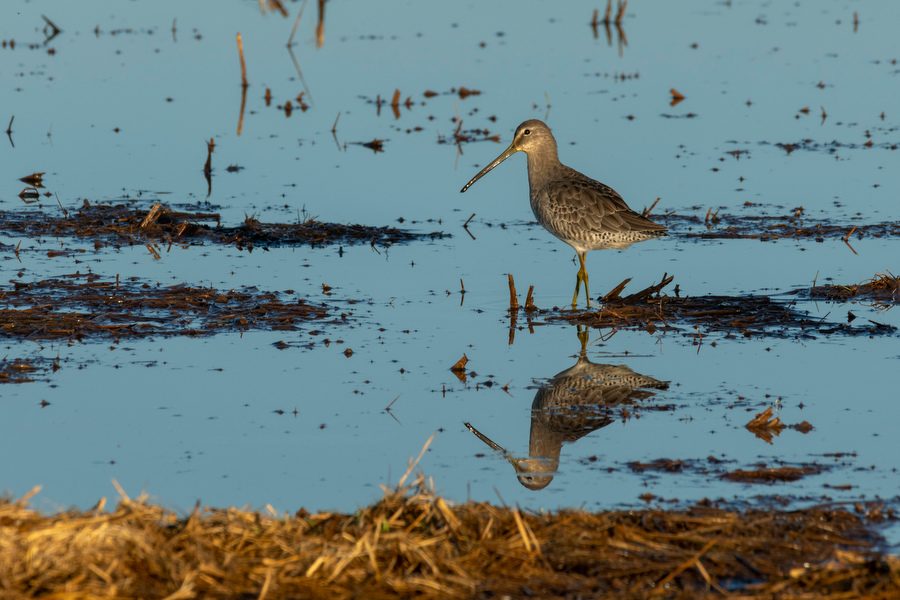 Application Deadline Fast Approaching for Bid4Birds