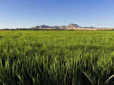 Deadline Approaching for Climate Smart Commodities Program