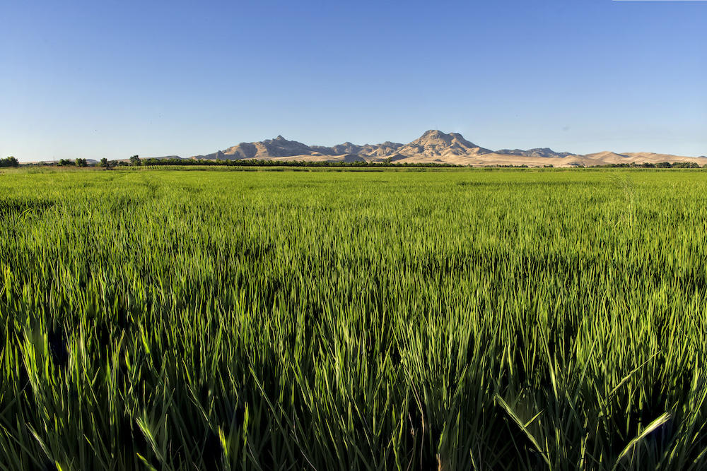 Climate Smart Commodities Program