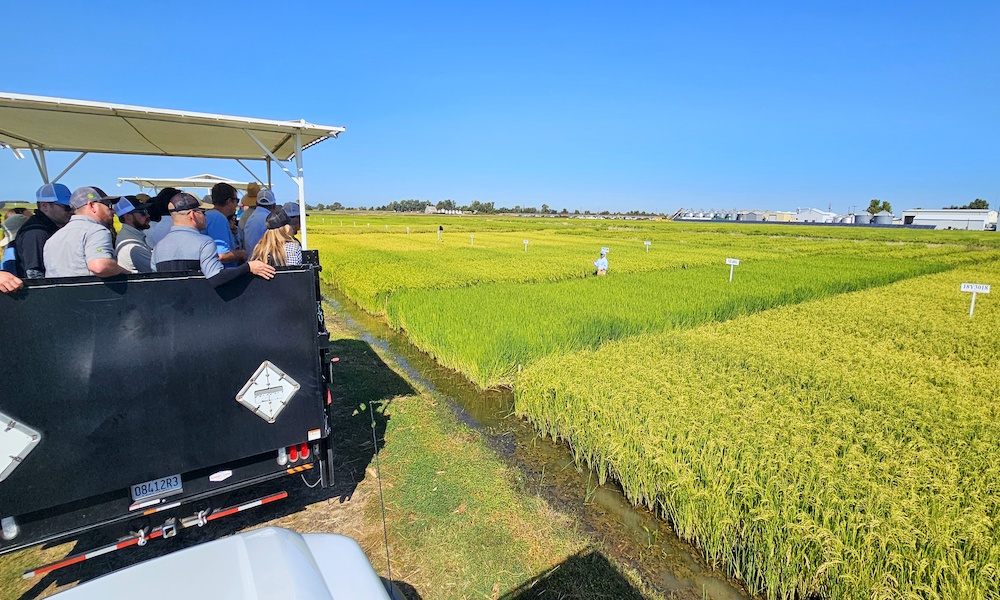 CA Rice Industry Award Winner Announced at Annual Rice Field Day