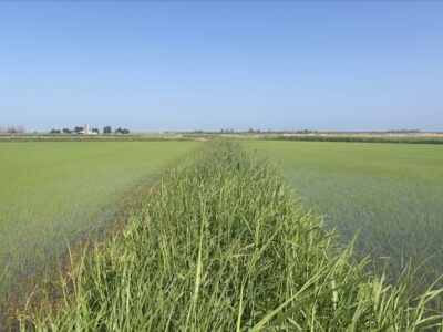 Rice Levee Program – Deadline Reminder