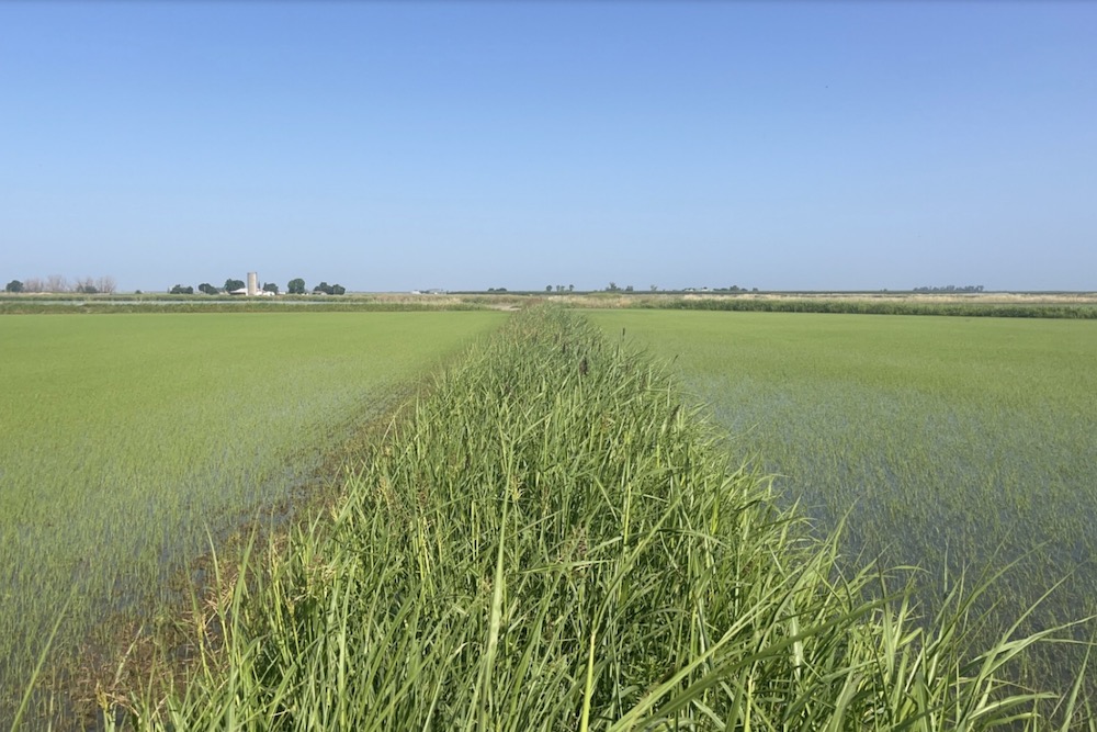 Rice Levee Program – Enrollment Open