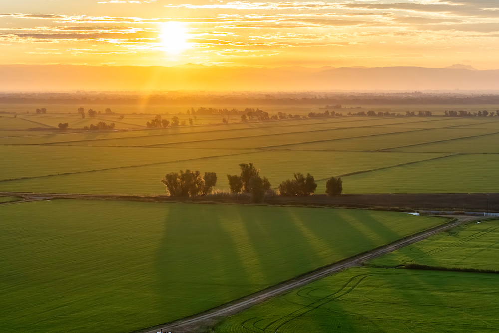 Rice Footprint Work – Update