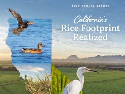 CRC Digital Annual Report Now Available