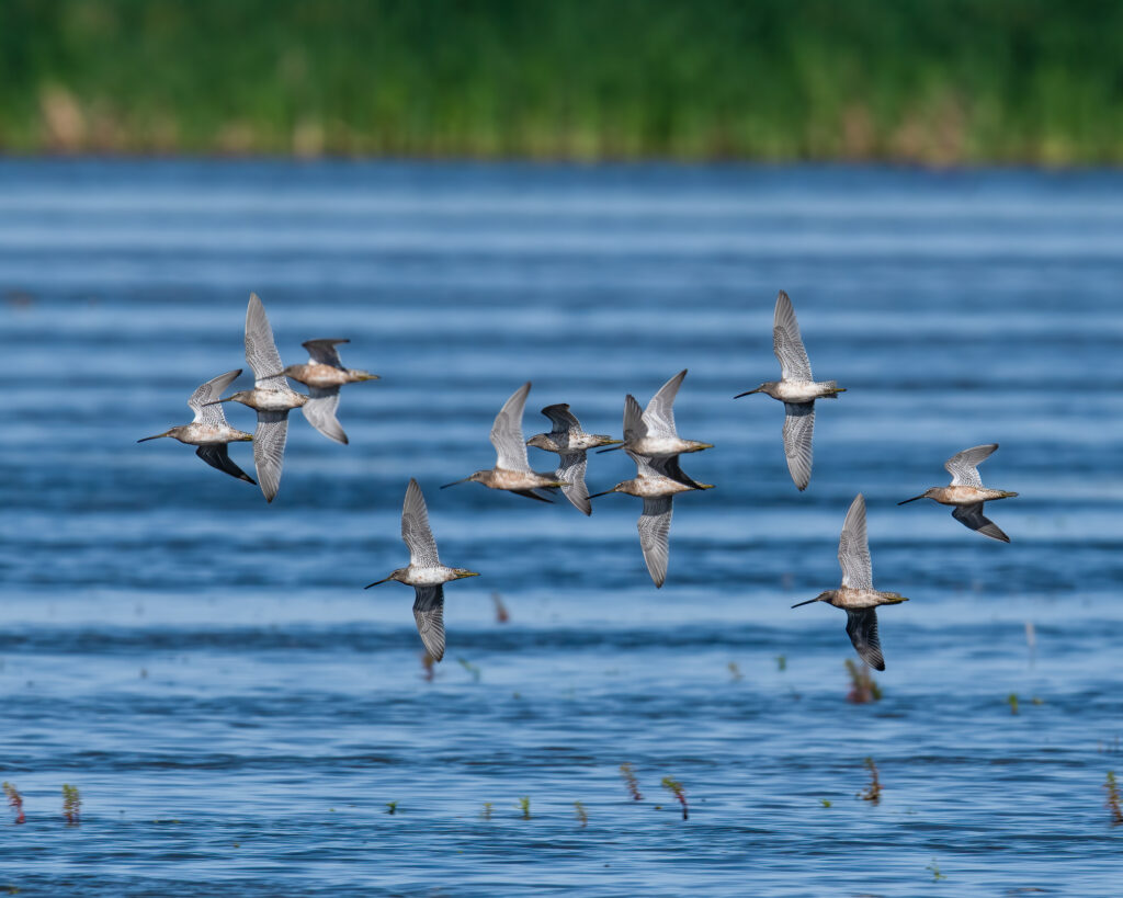 Upcoming Enrollment Opportunity for Late-Summer & Fall Flooding through Bid4Birds-BirdReturns