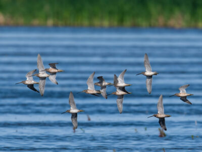 Application Deadline Fast Approaching for Bid4Birds