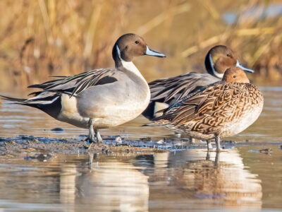 Winter Flooding Programs Now Open & Workshop Reminder