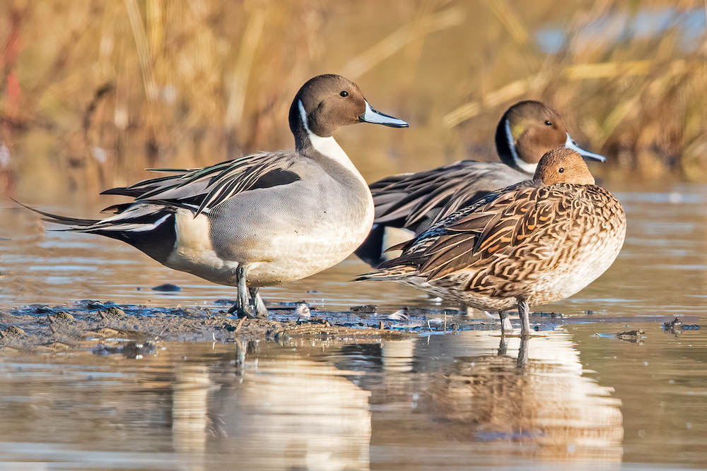USDA NRCS Batching Deadline – January 15