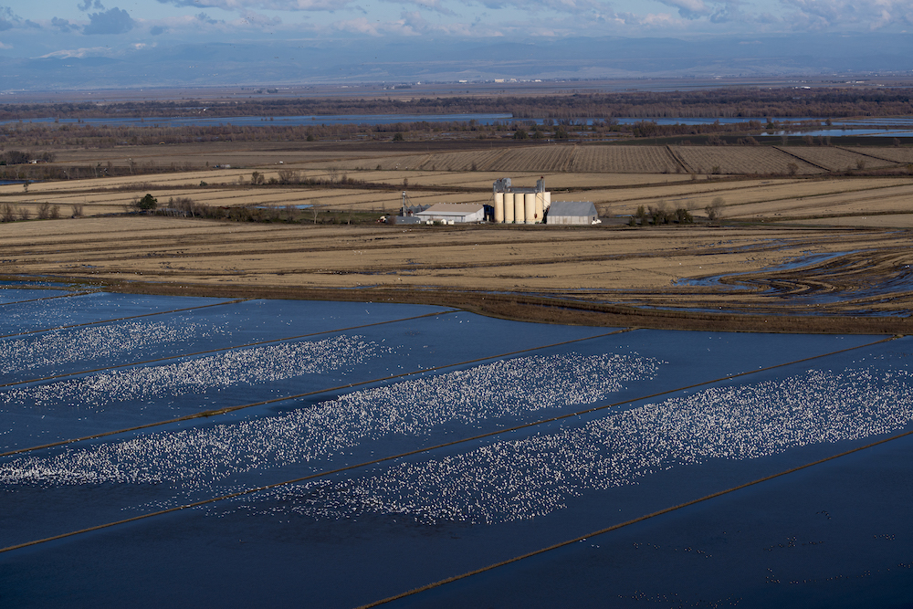 Conservation Programs in Rice Workshop this Wednesday, August 13