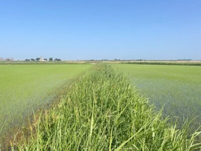 Rice Levee, Road Edge, and Ag Corridor Program – Application Period Now Open