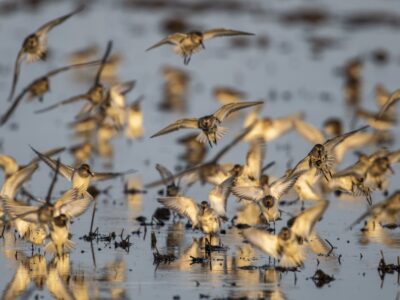 Application Deadline Fast Approaching for Bid4Birds