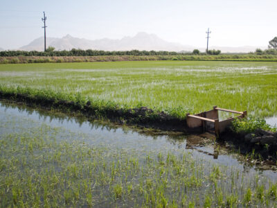 Rice and the Water Board’s Irrigated Lands Regulatory Program 
