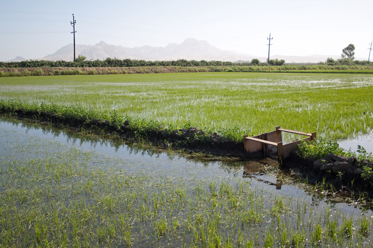 Rice and the Water Board’s Irrigated Lands Regulatory Program 